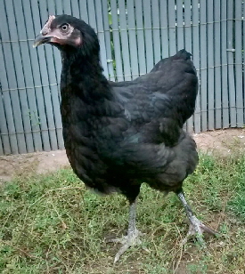 Huhn_IMG_20170905_190524-2