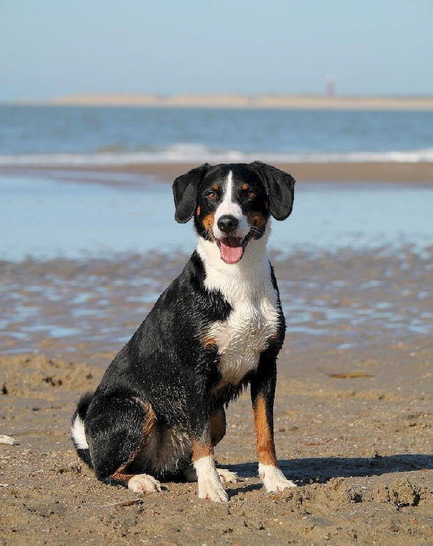 Hund-Strand-7956828_1280