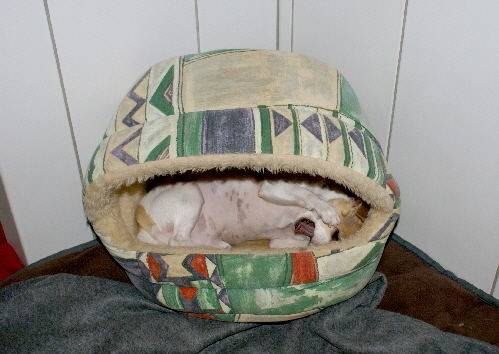 Hunde_am_Ofen_DSC00197
