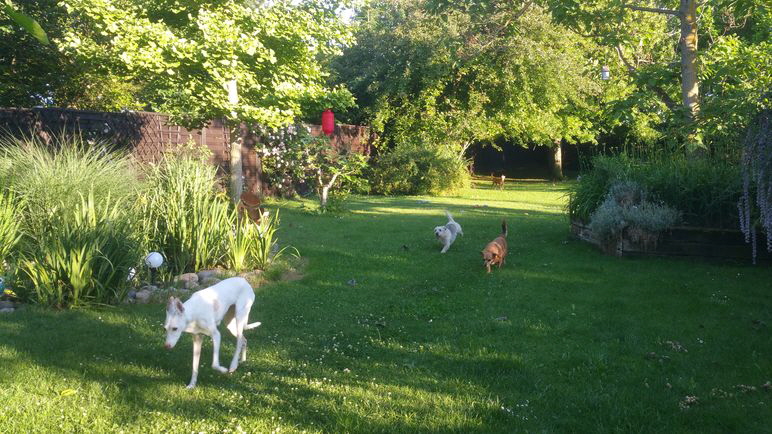 Hunde_im_Garten_20190613_195616