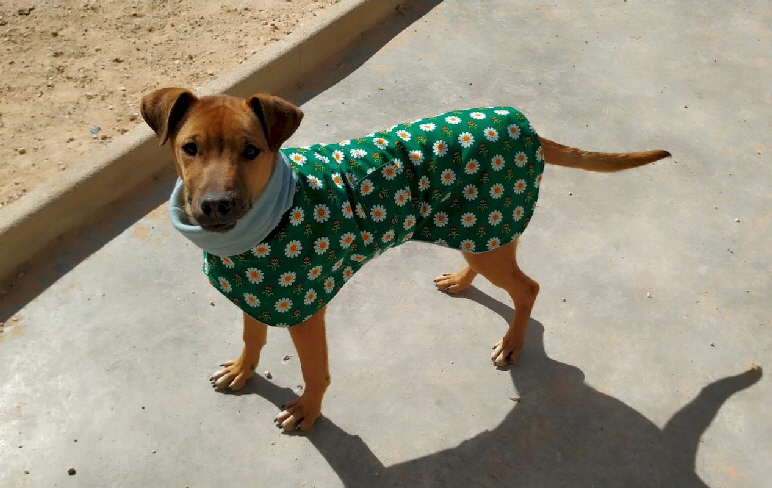 Hundejaeckchen_Villena_IMG-20230225-WA0009