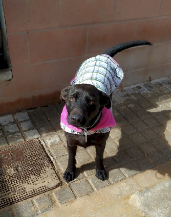 Hundejaeckchen_Villena_IMG-20230225-WA0012