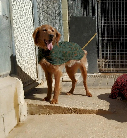 Hundejaeckchen_Villena_IMG-20230225-WA0013