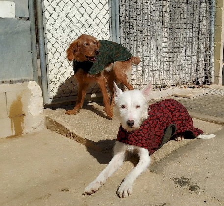 Hundejaeckchen_Villena_IMG-20230225-WA0014
