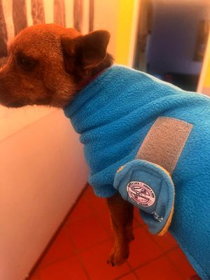 Hundemantel-20260501-WA0002 Hundemantel-20260501-WA0002