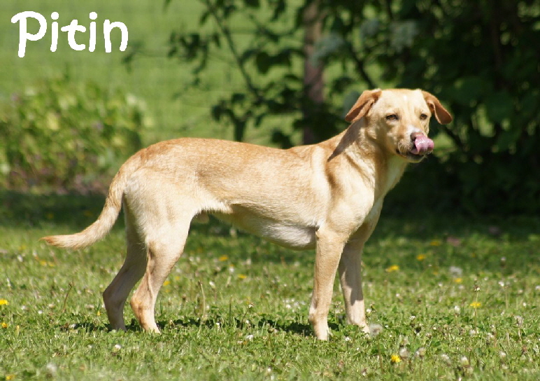 Hundeplatz_20160506_914_mN