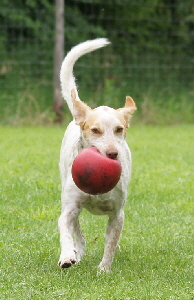 Hundeplatz_20160703_DSC03368