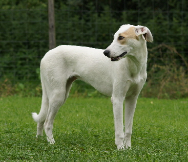 Hundeplatz_20160703_DSC03396