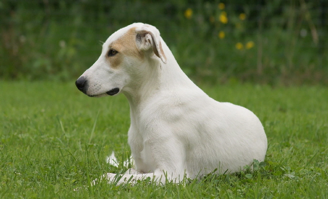Hundeplatz_20160703_DSC03416