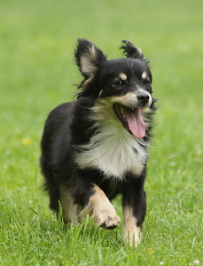 Hundeplatz_20160703_DSC03420