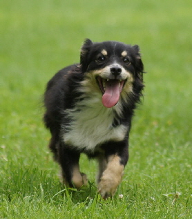 Hundeplatz_20160703_DSC03421