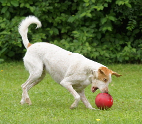Hundeplatz_20160703_DSC03436