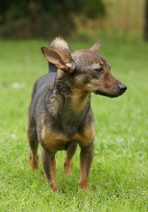 Hundeplatz_20160703_DSC03442