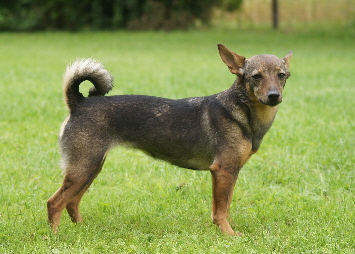 Hundeplatz_20160703_DSC03449