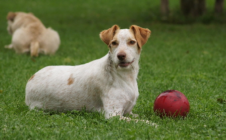 Hundeplatz_20160703_DSC03501