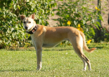 Hundeplatz_20160924_DSC04445