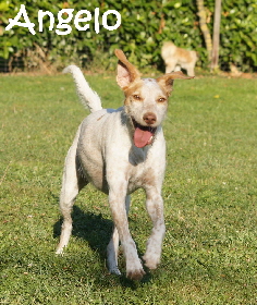 Hundeplatz_20160924_DSC04480_mN