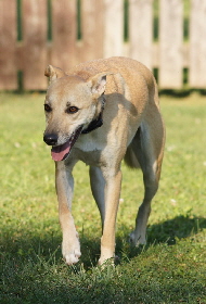 Hundeplatz_20160924_DSC04493