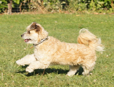 Hundeplatz_20160924_DSC04496