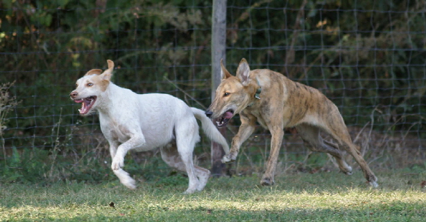 Hundeplatz_20160924_DSC04512