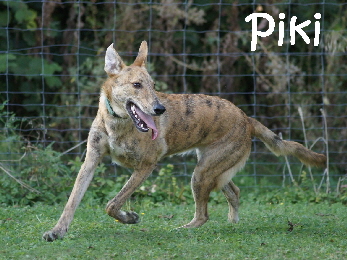 Hundeplatz_20160924_DSC04516_mN