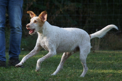 Hundeplatz_20160924_DSC04533