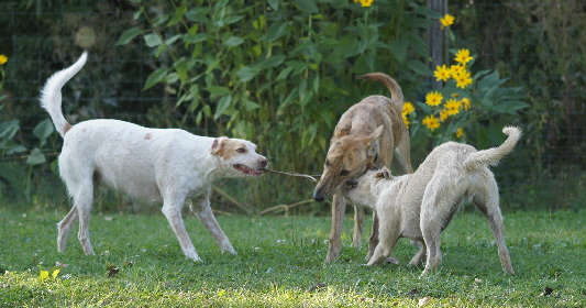 Hundeplatz_20160924_DSC04541
