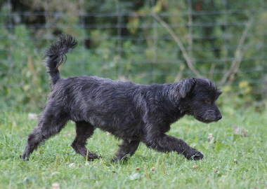 Hundeplatz_20160924_DSC04556