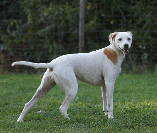 Hundeplatz_20160924_DSC04562