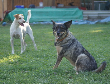 Hundeplatz_20160924_DSC04594