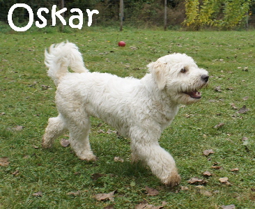Hundeplatz_20161017_DSC05276_mN
