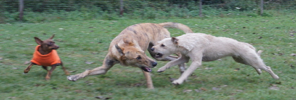 Hundeplatz_20161017_DSC05324