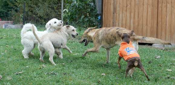 Hundeplatz_20161017_DSC05353