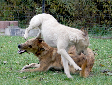 Hundeplatz_20161017_DSC05374