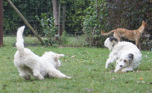 Hundeplatz_20161017_DSC05388