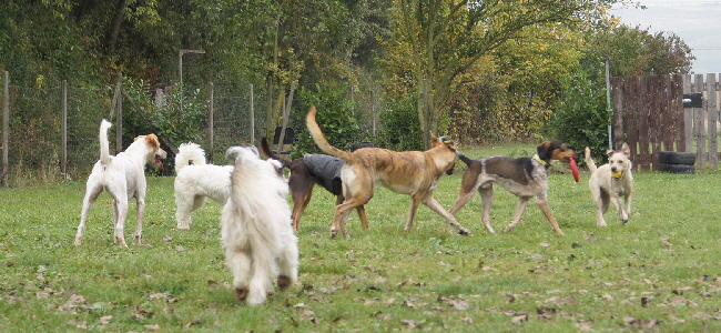 Hundeplatz_20161017_DSC05429