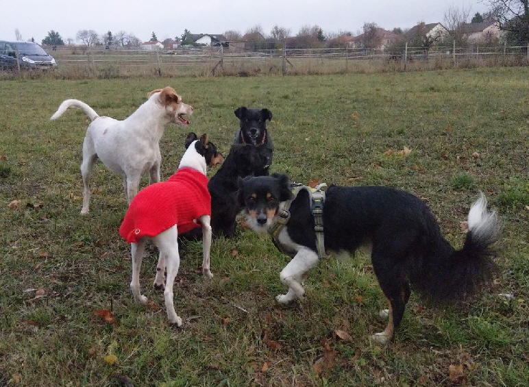 Hundeplatz_20181126_IMAG0274