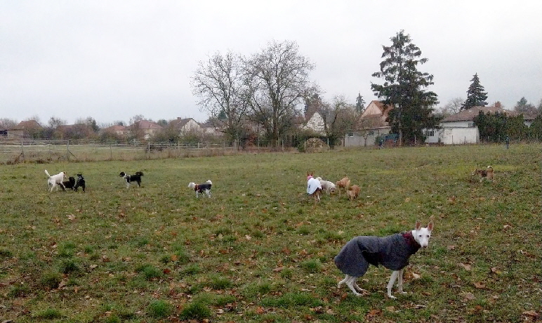 Hundeplatz_20181126_IMAG0284