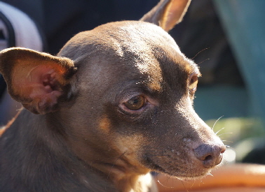 Hundeplatz_20190217_DSC08717