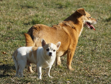 Hundeplatz_20190217_DSC08729