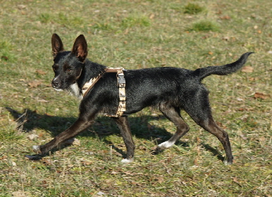 Hundeplatz_20190217_DSC08736