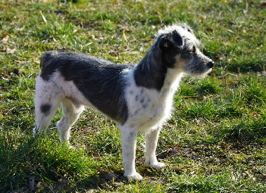 Hundeplatz_20190217_DSC08927