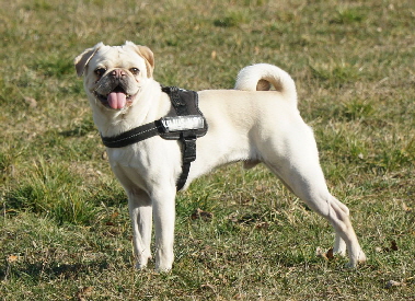 Hundeplatz_20190217_DSC08933