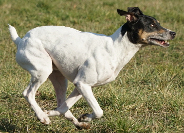 Hundeplatz_20190217_DSC09012
