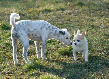 Hundeplatz_20190217_DSC09172