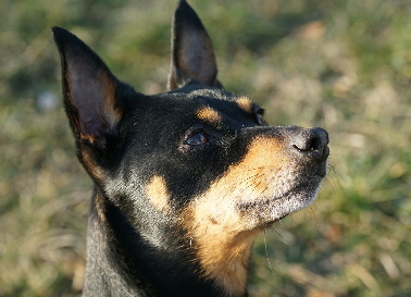 Hundeplatz_20190217_DSC09356