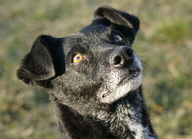 Hundeplatz_20190217_DSC09405