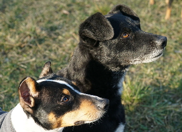 Hundeplatz_20190217_DSC09410