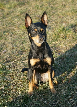 Hundeplatz_20190217_DSC09439