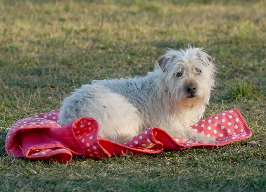 Hundeplatz_20190217_DSC09606